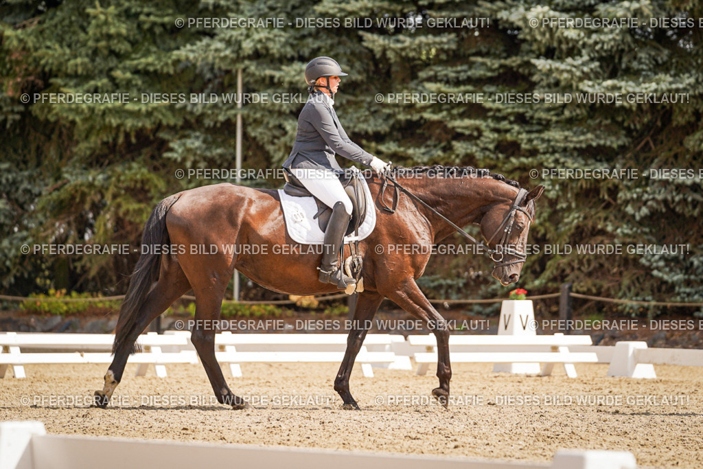 DSC01186 | Pferdegrafie