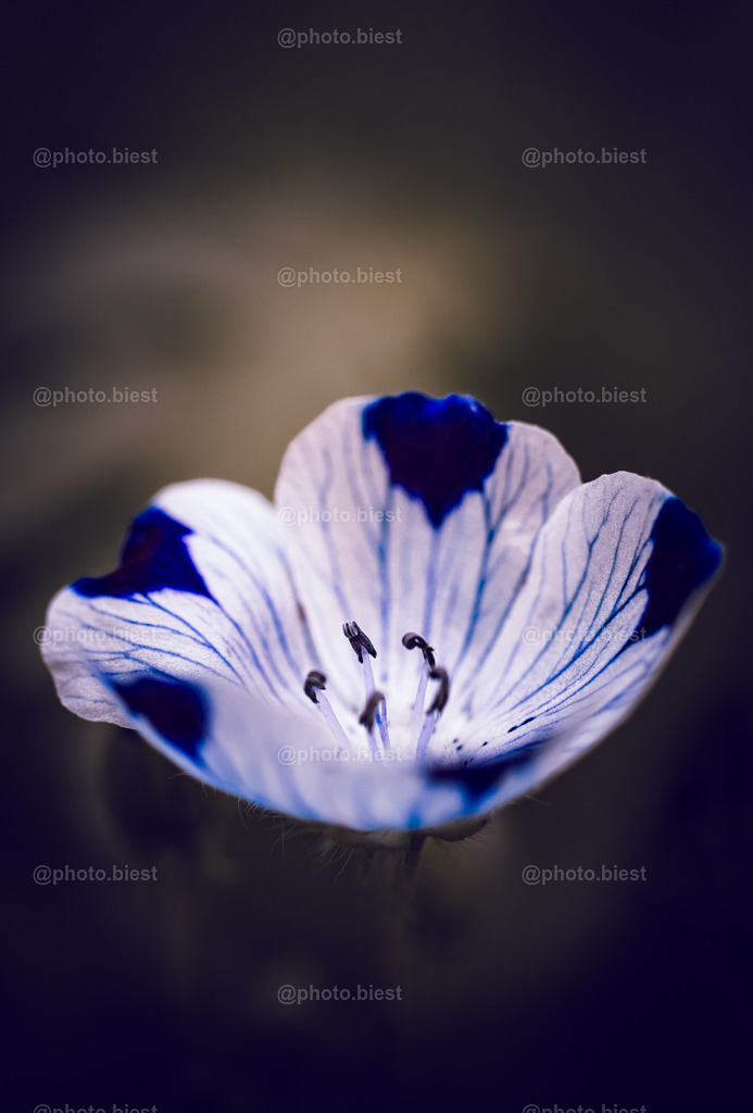 Gefleckte Hainblume | Die Blüte einer Gefleckten Hainblume im Garten. - Realisiert mit Pictrs.com
