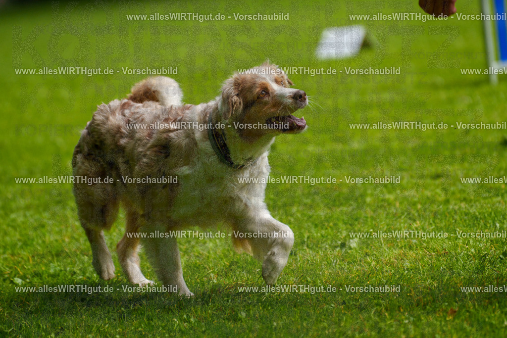 @allesWIRTHgut_Tierfotografie - www.allesWIRTHgut.de - 7R502867 | Professionelle Tierfotografie in Mönchengladbach von Daniel Wirth (allesWIRTHgut). Liebevolle & natürliche Bilder von Hunden & Katzen für unvergessliche Erinnerungen.
