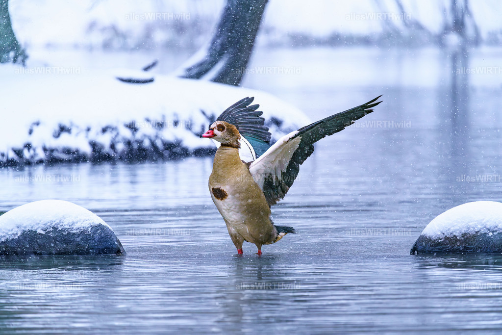 Daniel Wirth - www.allesWIRTHwild.de -_AWG2264 | Entdecke die faszinierende Welt der Natur- und Wildlife-Fotografie von Daniel und Bärbel. Inspirierende Bilder von wilden Tieren und kleinen Naturwundern.