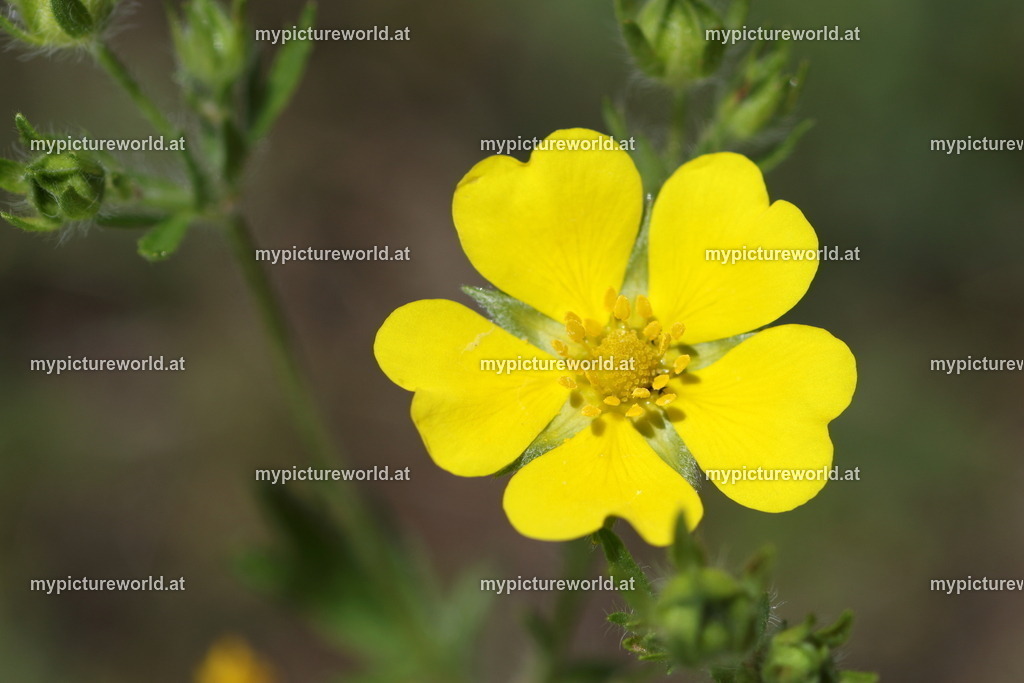 Langhaar-Fingerkraut-001 | Das Bilderarchiv über Tiere, Planzen und Landschaften. In der Bilddatenbank finden Sie ein große Auswahl an hochwertigen Bilder für Ihre Werbung - Realisiert mit Pictrs.com