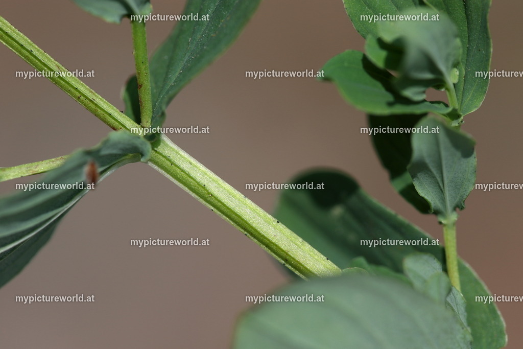 Geflügeltes Johanniskraut-002 | Das Bilderarchiv über Tiere, Planzen und Landschaften. In der Bilddatenbank finden Sie ein große Auswahl an hochwertigen Bilder für Ihre Werbung - Realisiert mit Pictrs.com