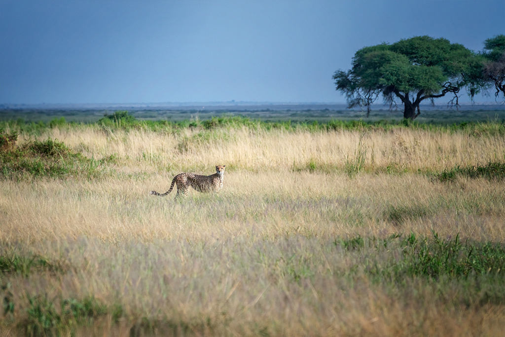 Gepard in der Savanne | Kenia | Premium-Wandbild von justsomewhere.com: Ein eleganter Gepard steht aufmerksam im hohen, gold-grünen Gras der endlosen Savanne in Kenia vor einer Kulisse aus Akazienbäumen unter einem schweren, tiefblauen Himmel. - Realisiert mit Pictrs.com