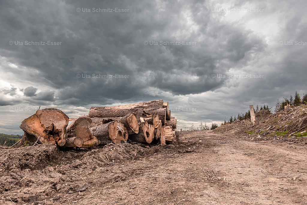 Wald_08 | CEUS Design - Realisiert mit Pictrs.com