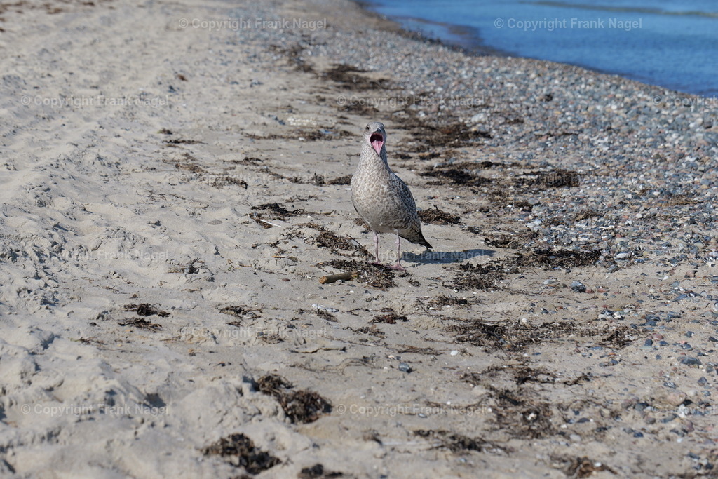 Raubmöwe am Strand | Die Raubmöwen sind Küstenvögel und halten sich gern in der Nähe von Fischkuttern und Stränden auf. Sie fangen in der Hauptsache Fische. - Realisiert mit Pictrs.com
