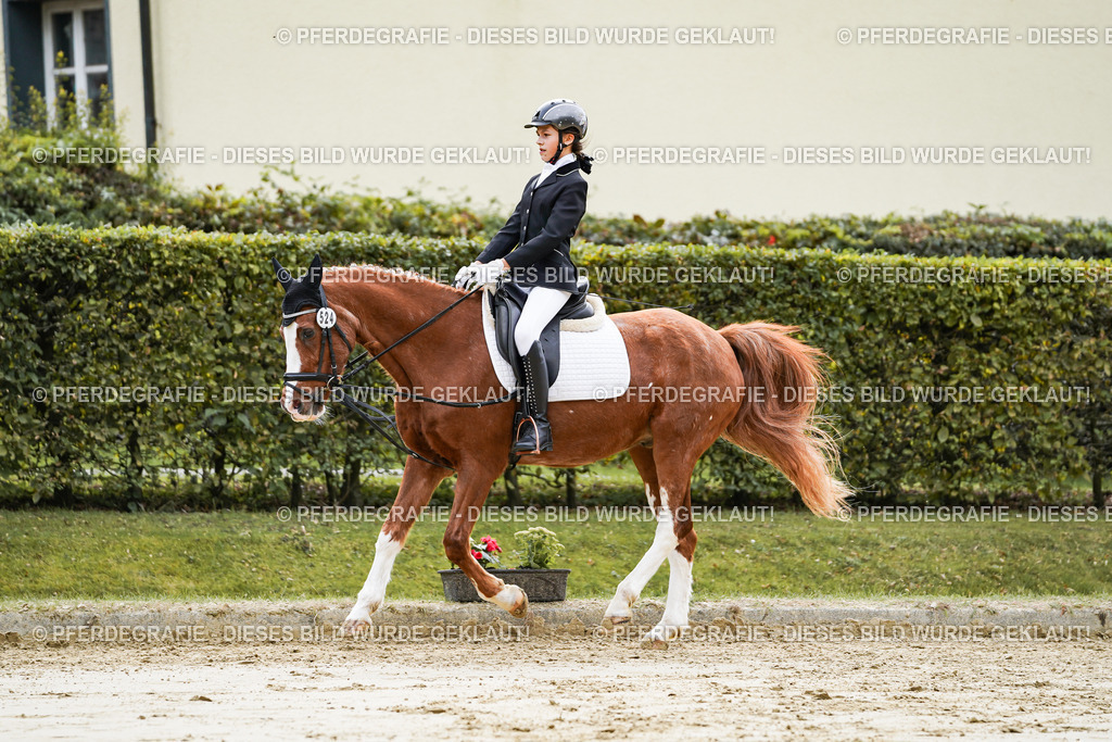 DSC05442 | Pferdegrafie