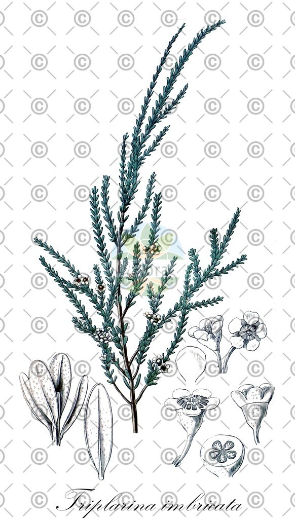 HistAbb_wfo-0000904704_1_ENZY_Simple | Historische Abbildung von Triplarina imbricata - Myrtaceae | Historical Illustration of Triplarina imbricata - Myrtaceae