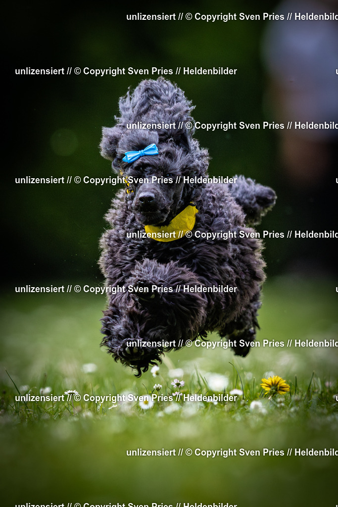 Sven Pries | 2025-05-29 - Pudelrennen KA-Durlach - Realisiert mit Pictrs.com