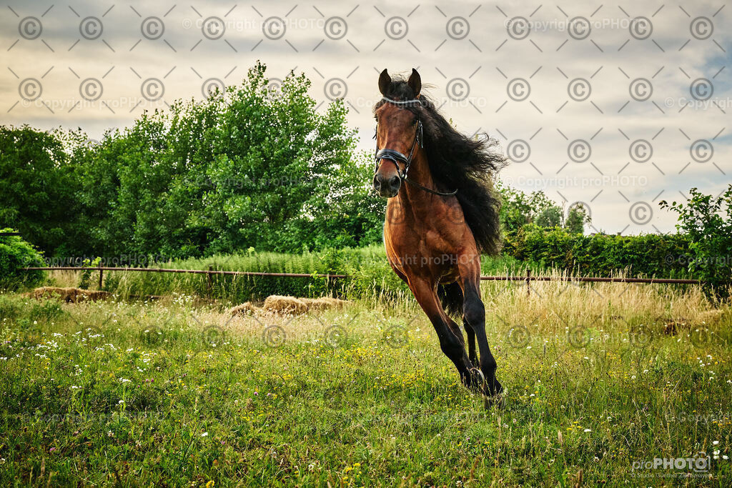 066_202406_Niki-Herodes_NZ9_9764 | proPHOTO - Realisiert mit Pictrs.com