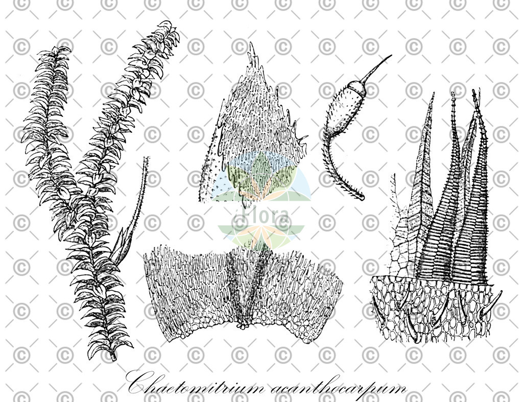 HistAbb_3LNB_1_ENZY_Simple | Historische Abbildung von Chaetomitrium acanthocarpum - Symphyodontaceae | Historical Illustration of Chaetomitrium acanthocarpum - Symphyodontaceae