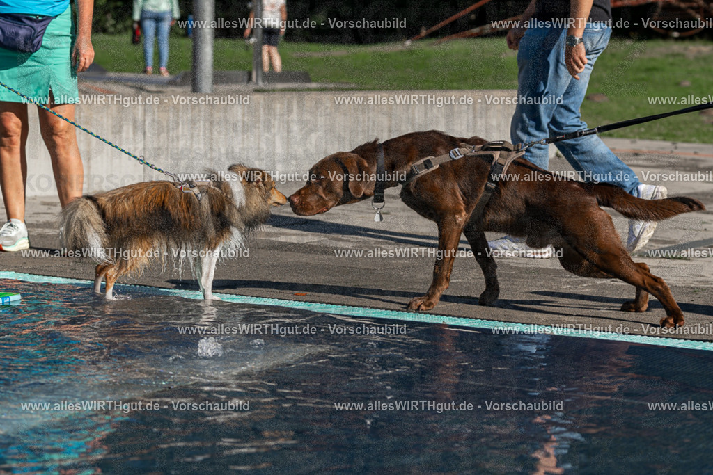 Hundeschwimmen_Volksbad_2026-allesWIRTHgut_Tierfotografie-2609061037-FAY05953 | Professionelle Tierfotografie in Mönchengladbach von Daniel Wirth (allesWIRTHgut). Liebevolle & natürliche Bilder von Hunden & Katzen für unvergessliche Erinnerungen.