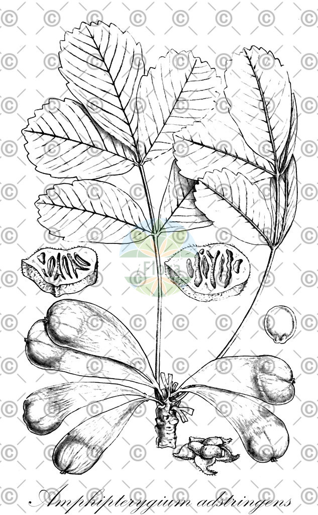 HistAbb_wfo-0000531841_1_ENZY_Simple | Historische Abbildung von Amphipterygium adstringens - Anacardiaceae | Historical Illustration of Amphipterygium adstringens - Anacardiaceae