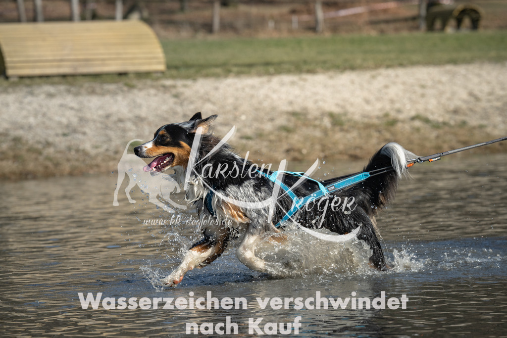 1338_ZZ97704 | kk-dogfotos