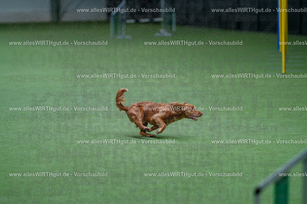 @allesWIRTHgut_Tierfotografie - www.allesWIRTHgut.de - 2604251117-7R500091 | Professionelle Tierfotografie in Mönchengladbach von Daniel Wirth (allesWIRTHgut). Liebevolle & natürliche Bilder von Hunden & Katzen für unvergessliche Erinnerungen.