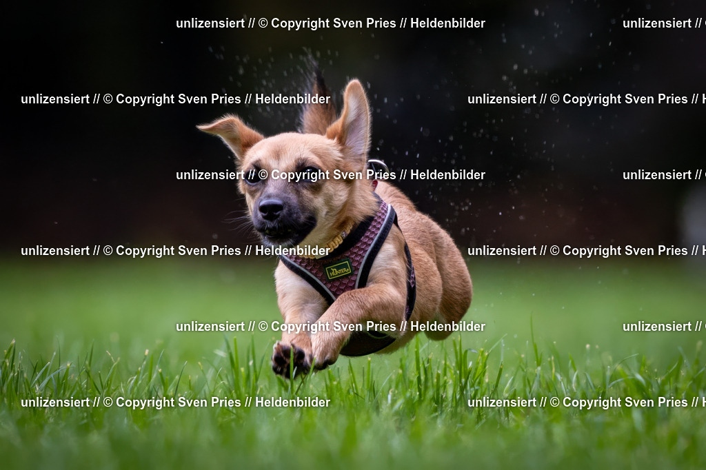 Sven Pries | 2024-10-19 - Hunderennen Ober-Grombach - Realisiert mit Pictrs.com