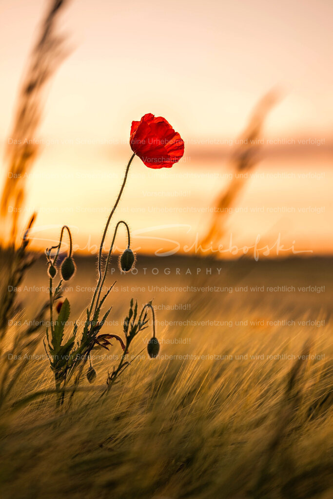 Abendstimmung mit Mohnblume | Eine leuchtend rote Mohnblume vor einem abendlichen Himmel mot Sonnenuntergang - Realisiert mit Pictrs.com