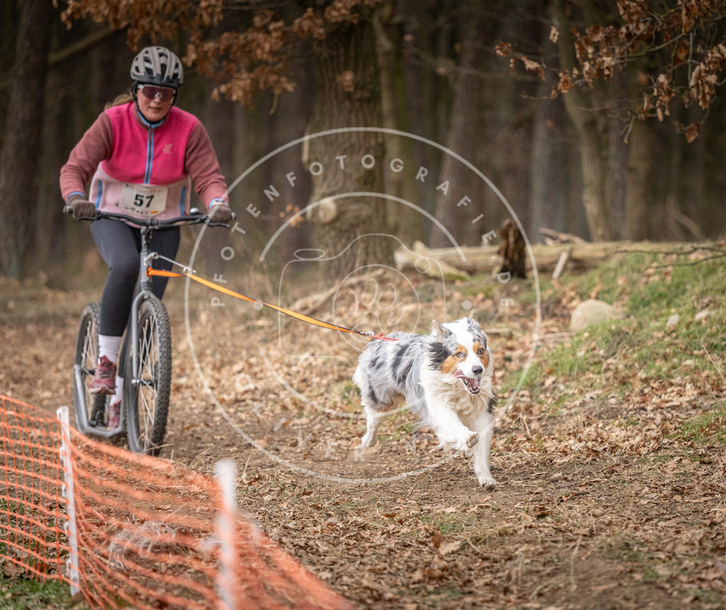 Pfotenfotografie_DV3A1982 | Hundefotografie, Tierfotograf, Pfotenfotografie, Fotoshooting Hund, Hunde Portrait, Hundesport, Hundeportraits, Heideshooting, Hunde, Sportfotograf, Hundefotograf, Turnierhundsport, THS,  - Realisiert mit Pictrs.com