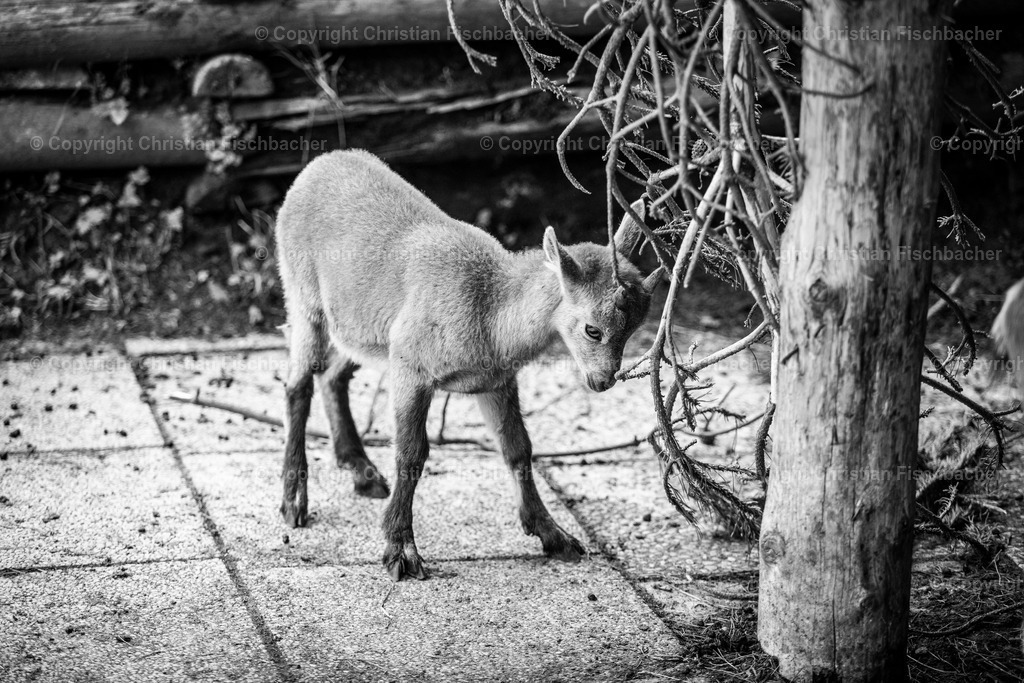 Fotos_Copyright_Chri_Fischbacher_Druck-262 | Bildershop Chri Fischbacher - Realisiert mit Pictrs.com