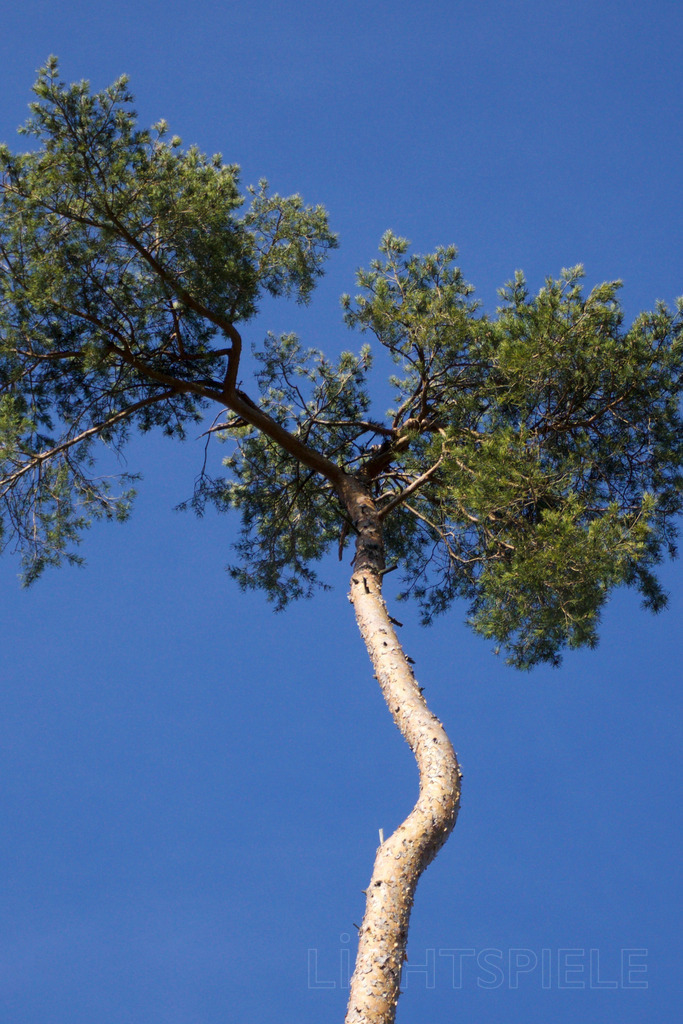 Kiefer | Kiefer - Realisiert mit Pictrs.com