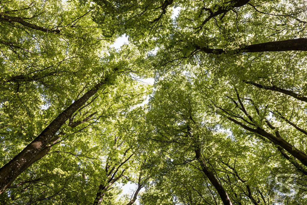 Buchenwald im Nationalpark Jasmund – Rügen Naturfotografie | Majestätischer Buchenwald im Nationalpark Jasmund auf Rügen. Sonnenlicht durchflutet das dichte Kronendach der alten Buchen. UNESCO-Weltnaturerbe. Naturfotografie Deutschland. - Realisiert mit Pictrs.com