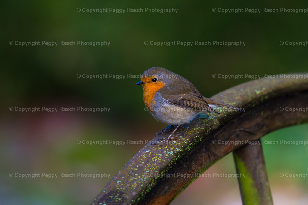 Stimbekhof_November_2023_groß-13 | PeggyRaschPhotography - Realisiert mit Pictrs.com