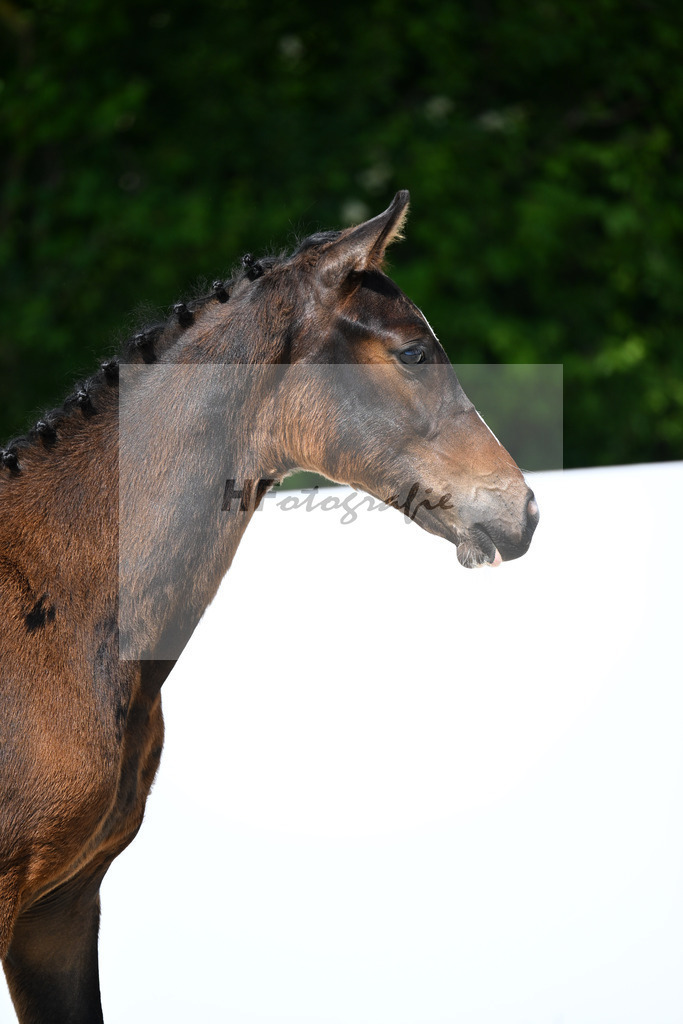 Uni I x Chezarro_HF_Wittlinger_13251637 | hf-fotografie - Realizzato con Pictrs.com