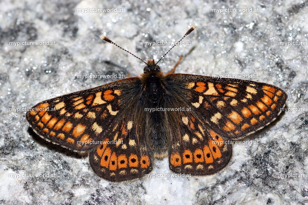 Euphydryas aurinia-005 | Das Bilderarchiv über Tiere, Planzen und Landschaften. In der Bilddatenbank finden Sie ein große Auswahl an hochwertigen Bilder für Ihre Werbung - Realisiert mit Pictrs.com