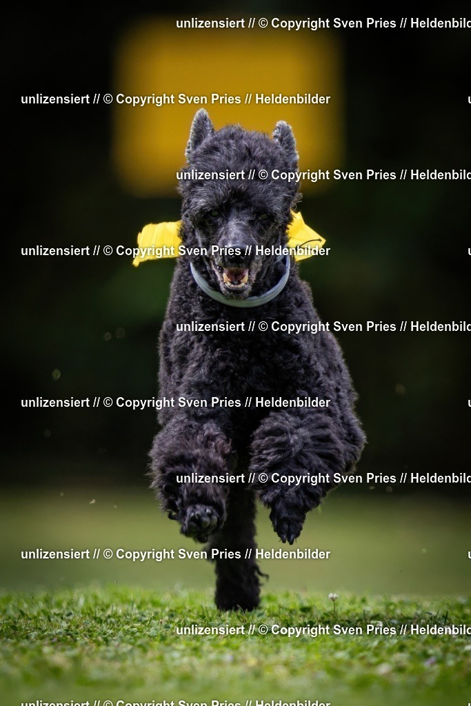 Sven Pries | 19. Allgemeines Hunderennen Karlsruhe Durlach - Realisiert mit Pictrs.com