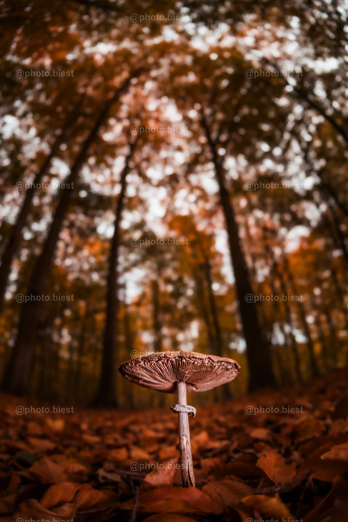 Waldbühne | Ein Pilz im herbstlichen Wald fotografiert. - Realisiert mit Pictrs.com