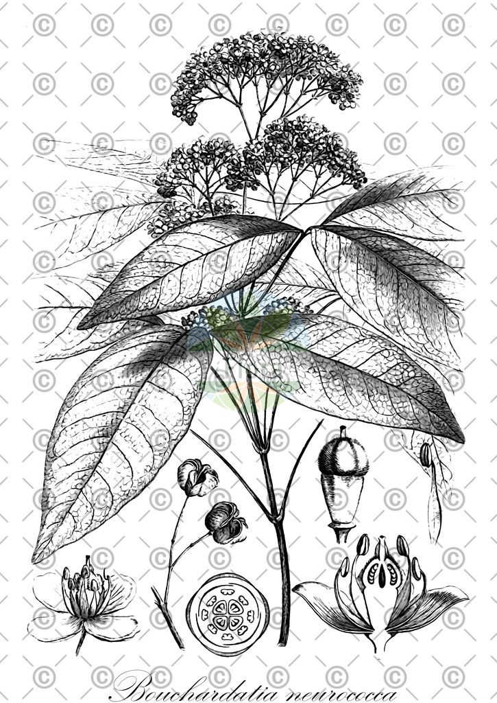 HistAbb_wfo-0000365375_1_ENZY_Simple | Historische Abbildung von Bouchardatia neurococca - Rutaceae | Historical Illustration of Bouchardatia neurococca - Rutaceae