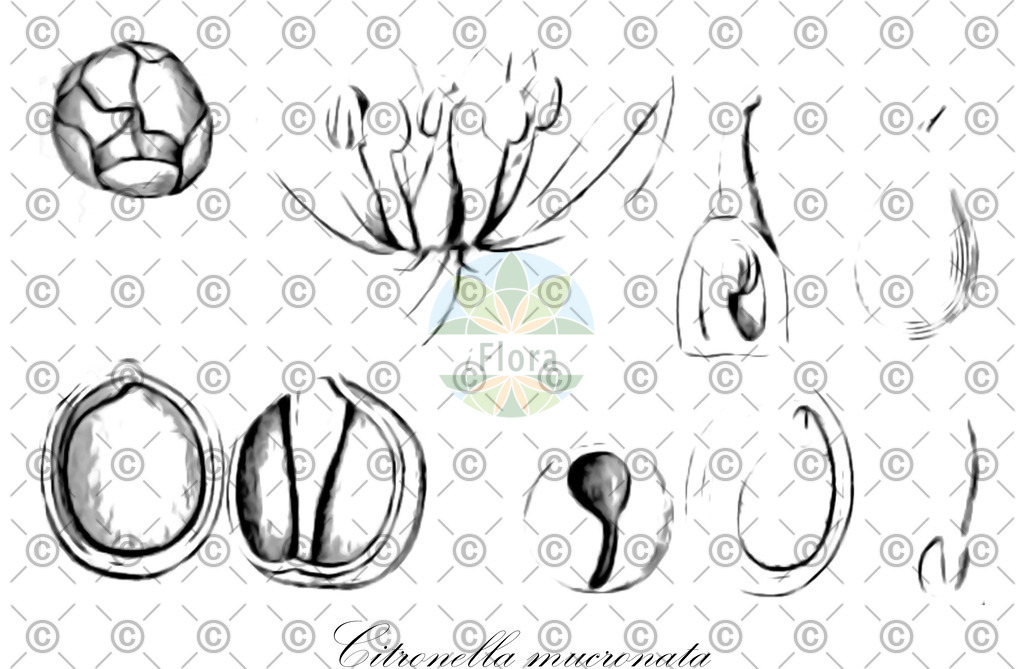 HistAbb_wfo-0000607715_2_ENZY_Simple | Historische Abbildung von Citronella mucronata - Cardiopteridaceae | Historical Illustration of Citronella mucronata - Cardiopteridaceae