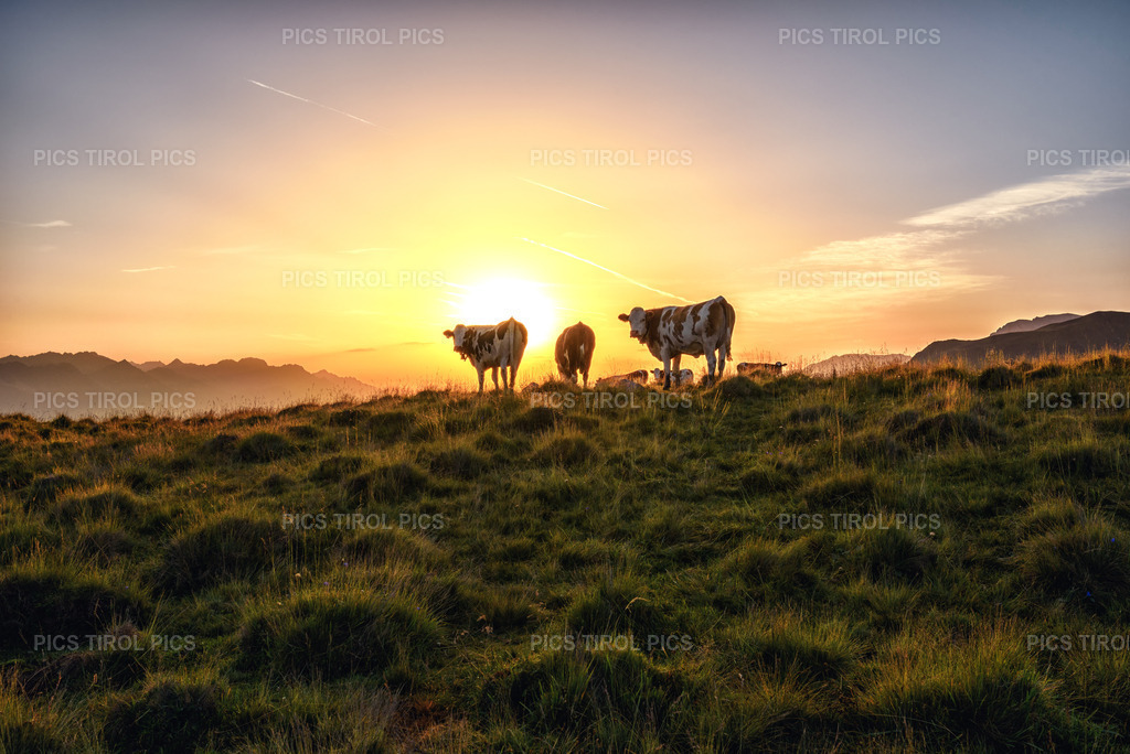 DSC_7338-Bearbeitet-Bearbeitet | Tirolpics