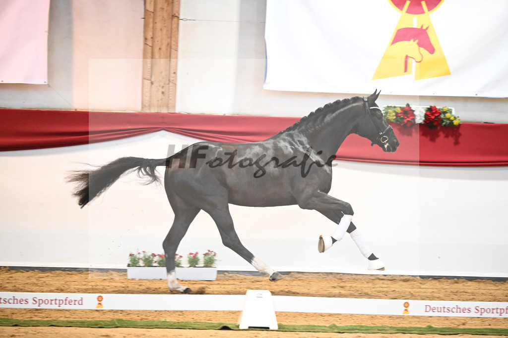 Kat-Nr. 49 Springbank II VH x Dante Weltino_Winklmaier_43232077 | hf-fotografie - Realisiert mit Pictrs.com
