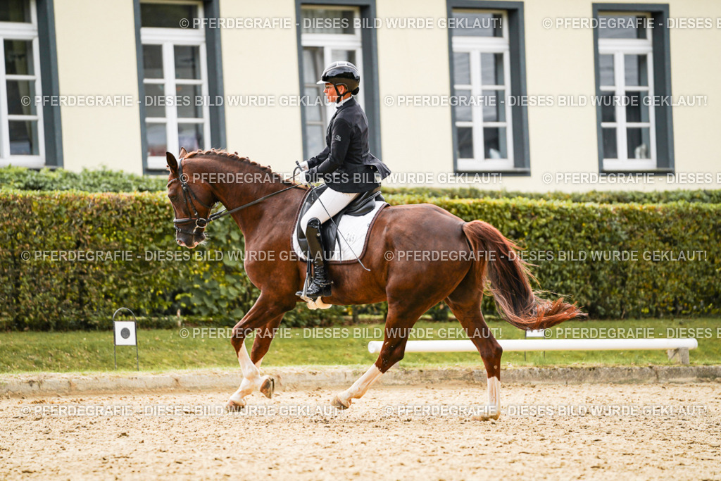 DSC01629 | Pferdegrafie