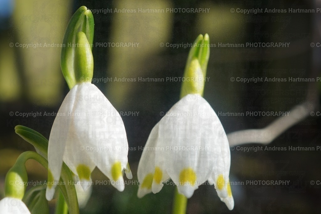Zwei Märzenbecher | Zwei Märzenbecher - Realisiert mit Pictrs.com