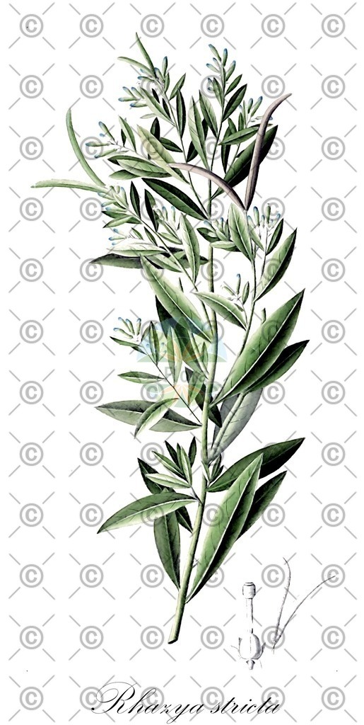 HistAbb_wfo-0000404454_1_ENZY_Simple | Historische Abbildung von Rhazya stricta - Apocynaceae | Historical Illustration of Rhazya stricta - Apocynaceae