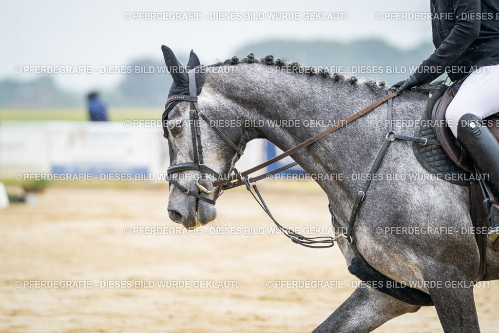 DSC01578 | Pferdegrafie