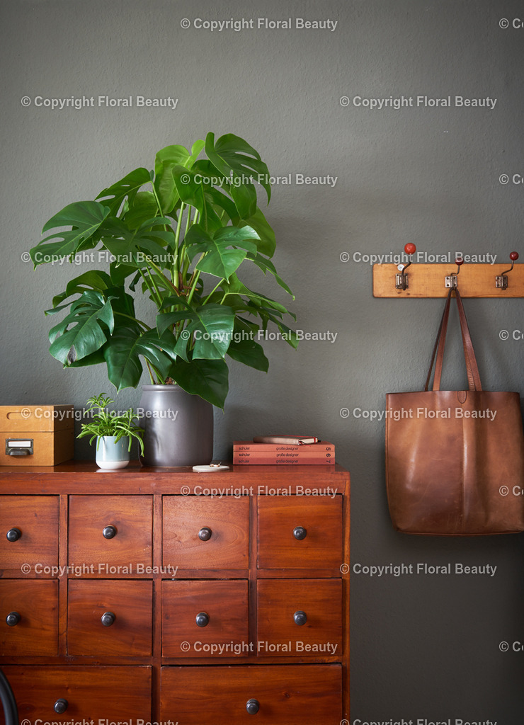 Monstera_04 | Onlineshop für hochwertige Wandbilder. Bei uns findet ihr selbstgestaltete Blumenmotive. Das perfekte Geschenk, als Praxisdeko oder die eigene Wohnung. Alle künstlerischen Blumenfotos sind auf Leinwand, FineArtPrint, Kunstdruck und vielem mehr zu erwerben - Realisiert mit Pictrs.com