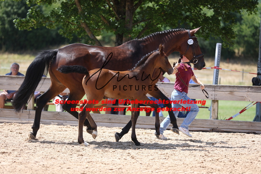 Fohlenschau_Schwäbisch_Hall_springbetonte_Fohlen_KN 32_2 | lmwpictures - Realisiert mit Pictrs.com