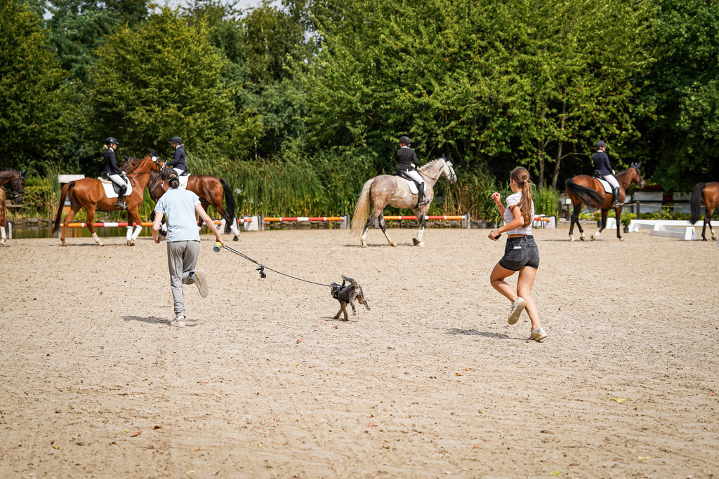 DSC02167 | Pferdegrafie