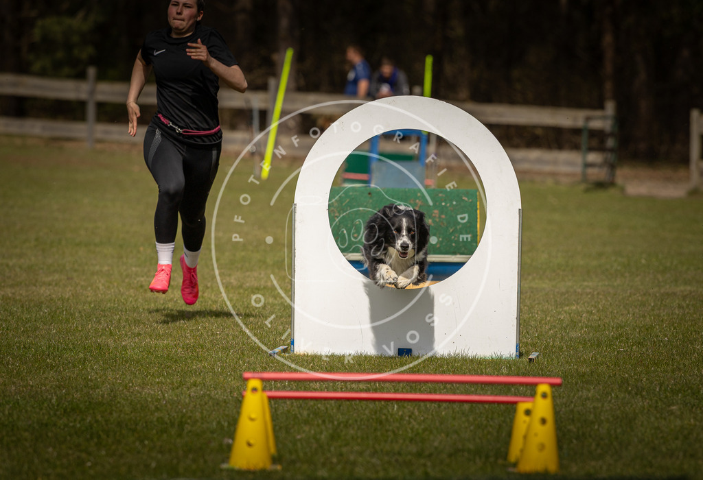 Pfotenfotografie_DV3A5979 | Hundefotografie, Tierfotograf, Pfotenfotografie, Fotoshooting Hund, Hunde Portrait, Hundesport, Hundeportraits, Heideshooting, Hunde, Sportfotograf, Hundefotograf, Turnierhundsport, THS,  - Realisiert mit Pictrs.com