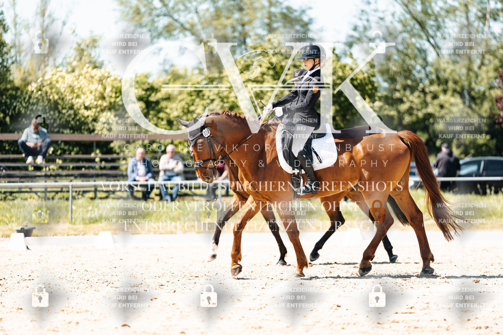 CK905767 | Turnierfotografie Pferdefotografie Trier Rheinland-Pfalz Pferdesport Reitsport Tierfotografie Sportfotografie Pferdevideo Pferdevideografie Equestrianvideography equestrianphotography  - Realisiert mit Pictrs.com