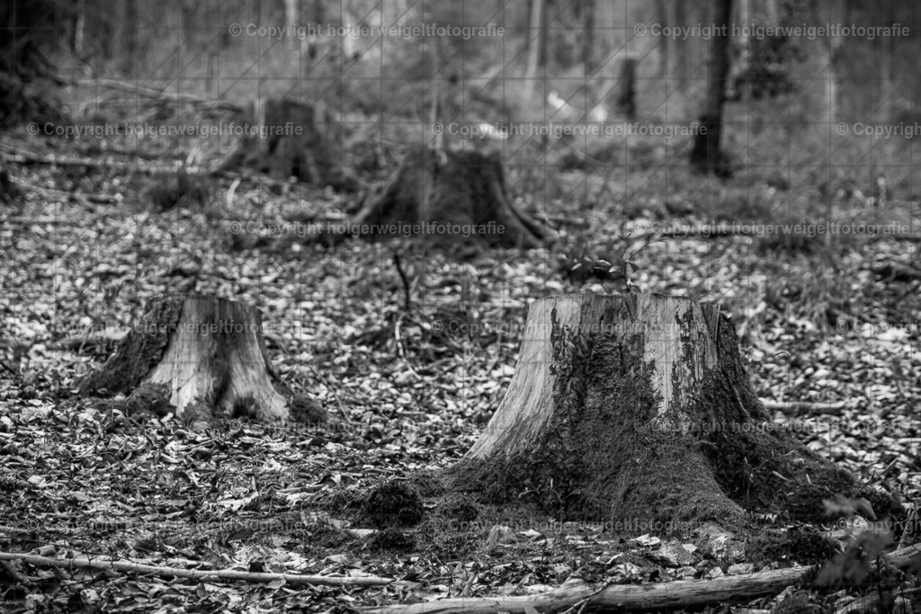 Abgeholzt II | Kaufen sie online außergewöhnliche Fotografien auf Leinwand Acrylglas Fotoprint Aludibond von holgerweigeltfotografie - Realisiert mit Pictrs.com
