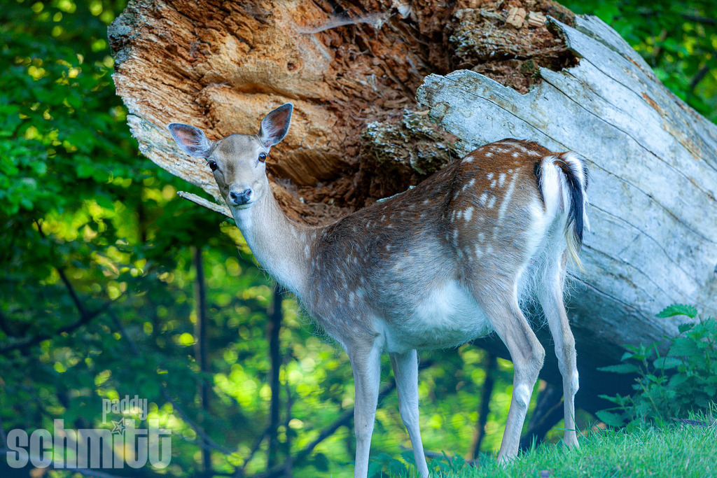PS-Tiere-2026-5 | Entdecke die größte Bildgalerie der Region mit Fotografien aus dem Allgäu, der Bodenseeregion, Oberschwaben, dem Donautal und der Schwäbischen Alb. Landschaften, Luftaufnahmen und Reisefotografie als Wandbild und Fotokunst. - Realisiert mit Pictrs.com