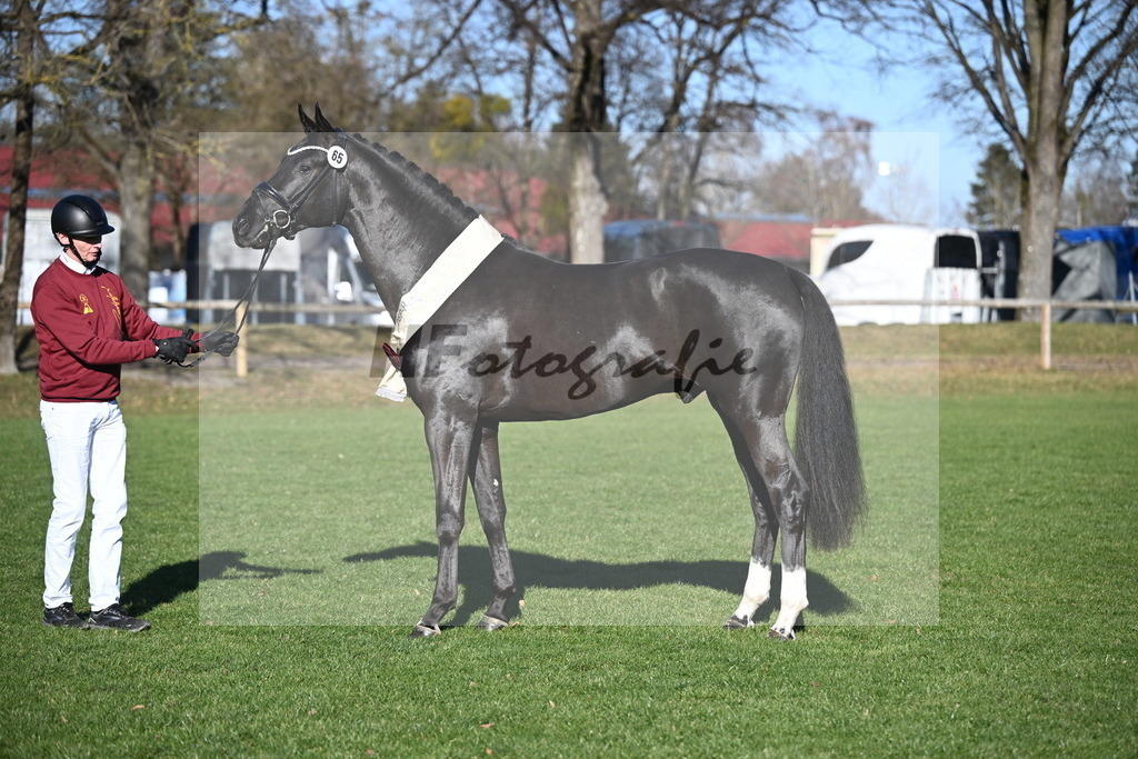 Kat.-Nr. 65 v. Springbank II VH_Reichert_2243373 | hf-fotografie - Realisiert mit Pictrs.com