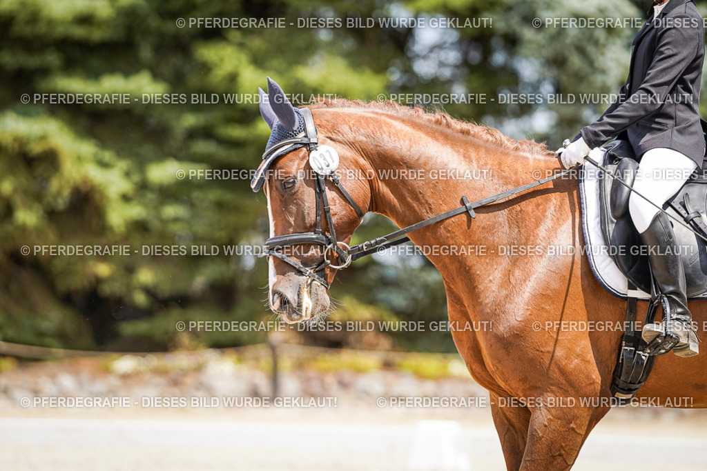 DSC03276 | Pferdegrafie