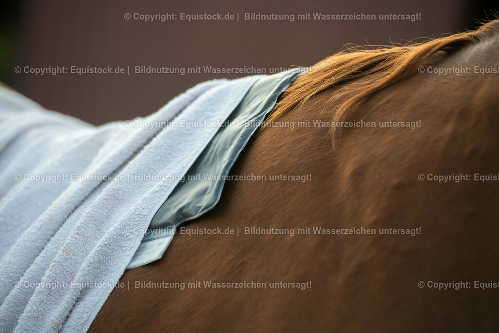 20200928_Moorpackung_0005 | equistock