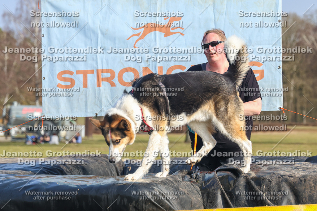 Dog Paparazzi - Strongdog North Mrz26-2959 | Dog Paparazzi Jeanette Grottendiek Fotografie & Videografie - Realisiert mit Pictrs.com