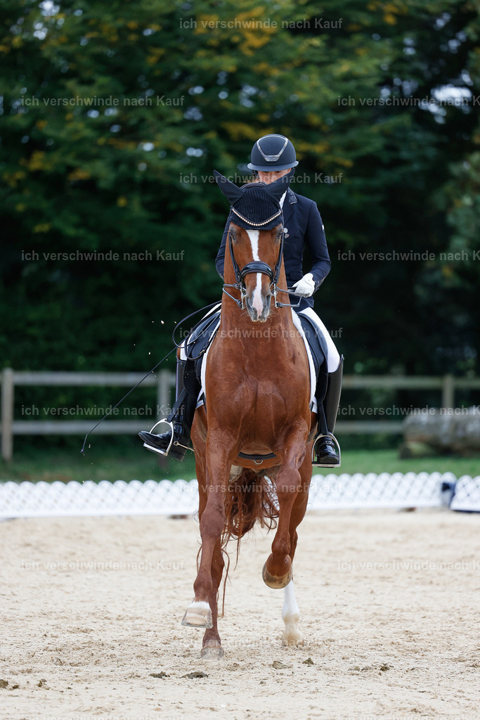 04_2-223-Dressur M__ -StoibPH-2955 | working equitationturnier fotograf videograf stoibphotography marixx film working equitation deutschland reitsport turnierfotografie eventfotografie equestrian events