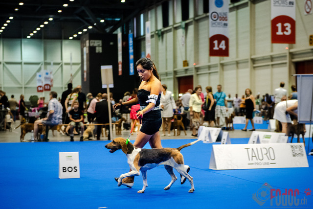 World Dog Show | World Dog Show 2023 im Palexpo in Genf 23.08.2023 Foto: Leo Wyden